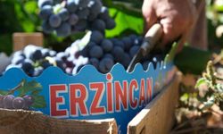 Cimin Üzümü'nde hasat yoğunlaştı, fiyat 75 liraya geriledi