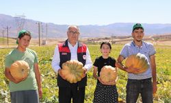 Elazığ'da kabak hasadı başladı: 4 bin tonun üzerinde rekolte bekleniyor
