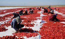 Güneş ve poyrazla kurutulan Niğde domatesi dünya sofralarına ulaşıyor