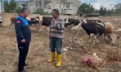İslahiye'de kaybolan 17 büyükbaş, kulak küpelerinden sahibi tespit edilerek teslim edildi