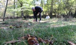 Isparta'da asırlık ağaçlardan dökülen kestaneler toplanıyor