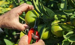 İzmir'de satsuma mandalinanın ihracat yolculuğu başladı