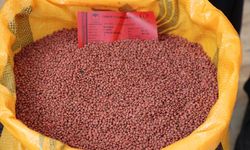 Siirt'te çiftçilere 176 ton kırmızı mercimek tohumunun dağıtımına başlandı