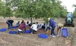 Tekirdağ'da ceviz hasadı başladı, 6,5 ton ürün bekleniyor