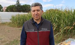 Zeytin atığından kimyasal gübre kullanımını azaltacak yeni organomineral gübreler geliştiriliyor