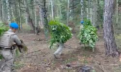 Bolu'da ormanlık alanda 288 kök kenevir ele geçirildi: 1 tutuklama