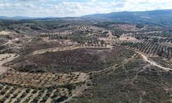 Çanakkale'de yanan ormanlar küllerinden doğuyor