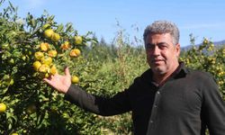 Ceviz büyüklüğündeki dolu, hasadına gün sayılan erkenci mandalinayı vurdu
