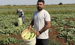 Gaziantep'te turşuluk acur hasadı başladı