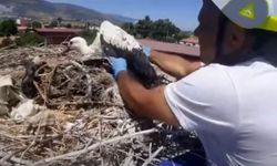 Leylek yuvalarındaki plastik ipler yavruların hayatını tehdit ediyor