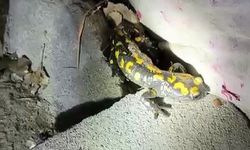 Malatya'da nesli tükenmekte olan semender yağış sonrası görüntülendi