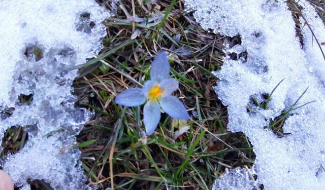 Karların arasında bahar müjdecileri çiçek açtı