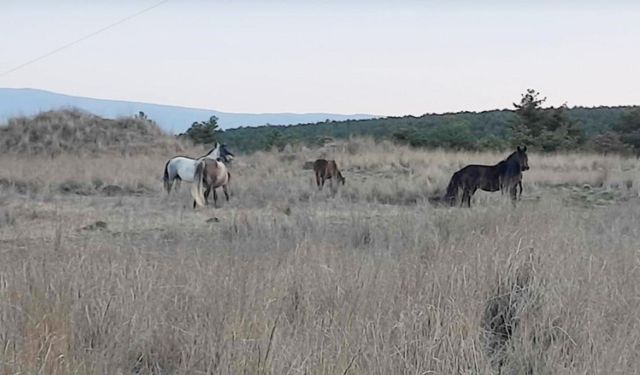 Kütahya’da yabani atlar görüntülendi