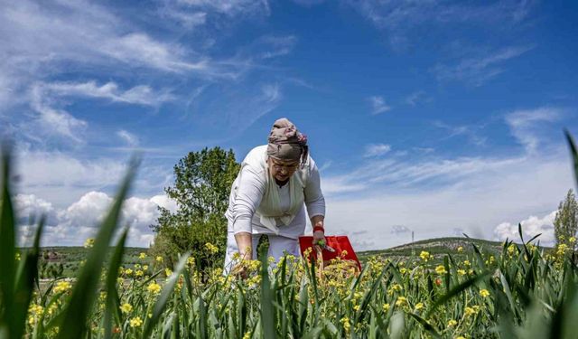 Oğlunun ölümüyle kendini doğaya verdi: 41 çiçekten organik reçel elde ediyor