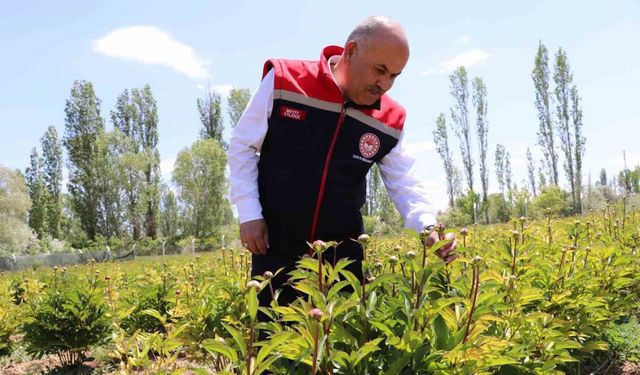 Sivas’ta Şakayık çiçeği hasadı başladı