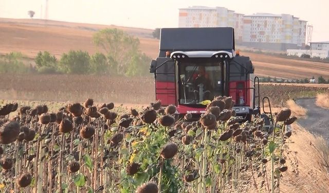 Ayçiçeğinde yerli başarı: Trakya’nın tohumu tüm Türkiye’yi besleyecek