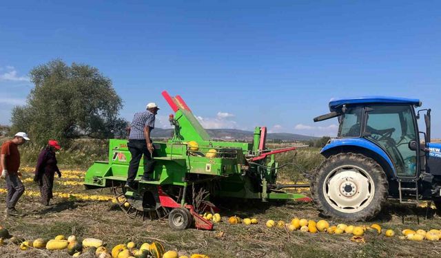 Beyşehir’de çerezlik kabak çekirdeği üretimi