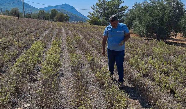 Zerdaçal üretimi Ortaca’da gelişiyor