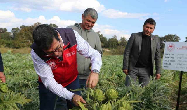 Muğla’da hedef 12 ay Enginar üretimi