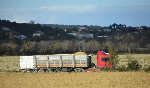 Sinop’ta çeltik hasadı sona erdi