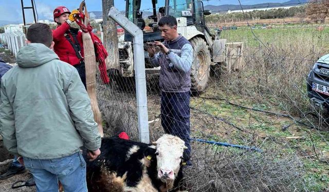 Gömeç’te kuyuya düşen ineğin imdadına itfaiye yetişti
