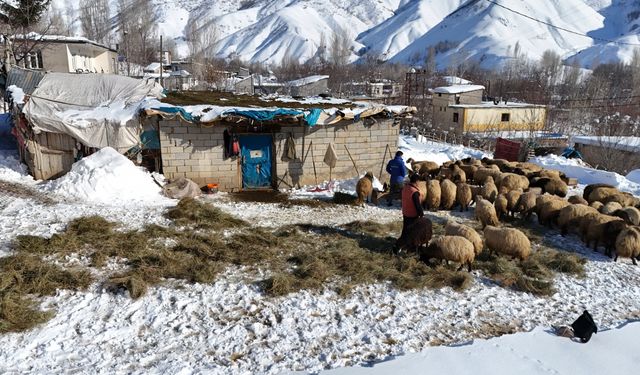 Bitlis'teki besiciler hayvanları için kış koşullarıyla mücadele ediyor