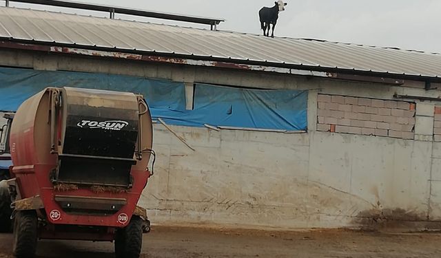 Çankırı'da aşıdan kaçan dana mandıranın çatısına çıktı