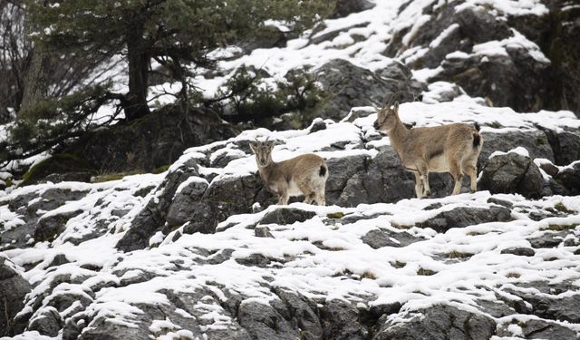 Tunceli'de yaban keçileri karlı dağlarda yiyecek bulmakta zorlandı