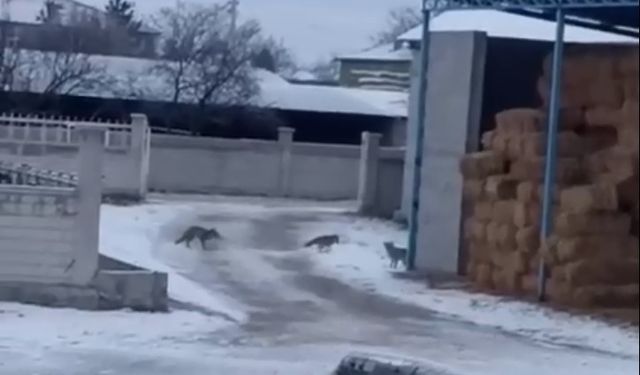 Aksaray’da tilkiler saman balyalarına yuva yaptı