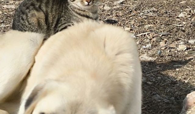 Aynı kaptan yemek yiyip sırtında gezdirdi: Kedi ile köpeğin inanılmaz dostluğu