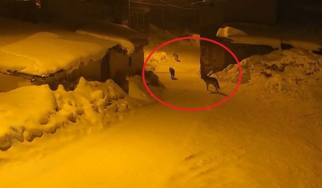 Doğum yapan ineğinin yanına ahıra giden muhtar kurt sürüsüne rastladı
