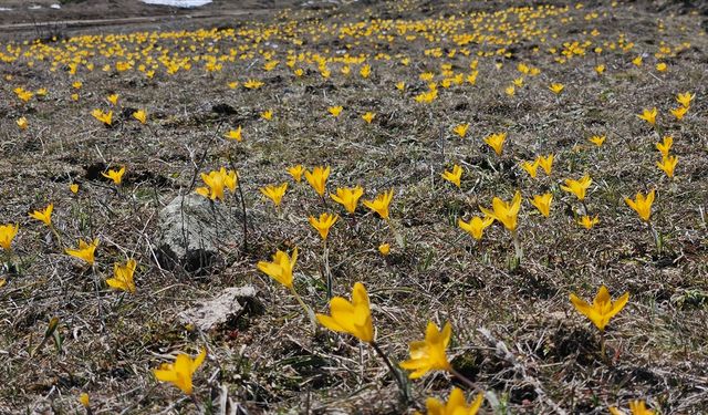 Çankırı'da baharın müjdecisi çiğdemler Büyük Yayla'yı sarıya boyadı