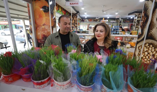 Iğdır'da yetiştirilen semeniler, Nevruz Bayramı için hazırlanıyor