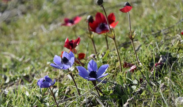 Lidya soylularının defnedildiği Bintepeler, açan çiçeklerle renklendi