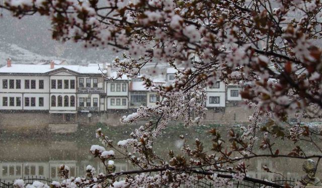 Amasya’ya mart ayında kar yağdı, çiçekler kar beyazıyla kaplandı
