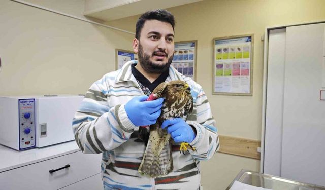 Artvin’de yaralı puhu kuşu tedavi altına alındı