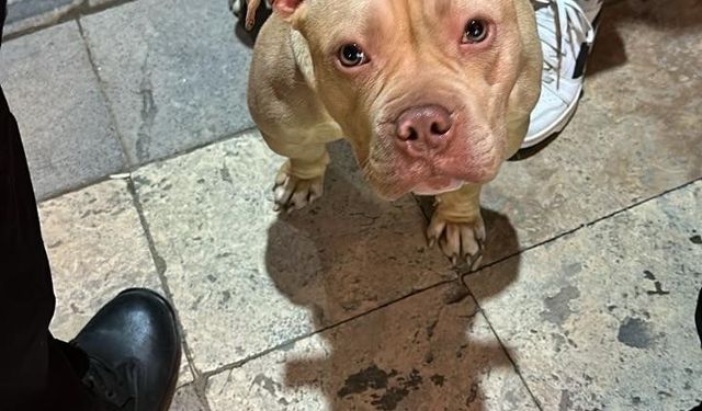 Gümüşhane’de yasaklı ırk köpek gezdiren şahsa 76 bin TL ceza