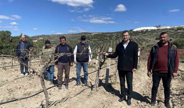 Manisa’da üzüm bağlarını don vurdu