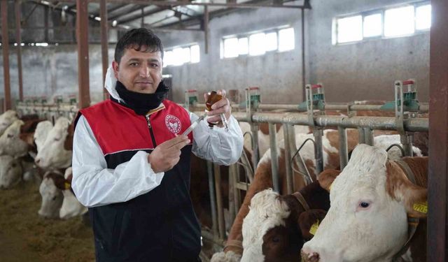 Muş’ta büyükbaş hayvanlar için aşılama çalışmaları devam ediyor