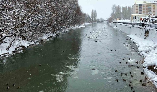 Sibirya’dan göç eden yeşilbaşlı ördekler Bayburt’u sevdi