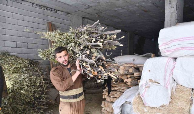 Şırnak’ta besiciler zorlu kış şartlarında meşe yapraklarıyla hayvanlarını besliyor