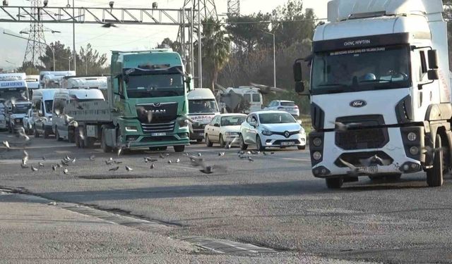 Tırlardan yola saçılan tahıllar binlerce kuşa yem oluyor