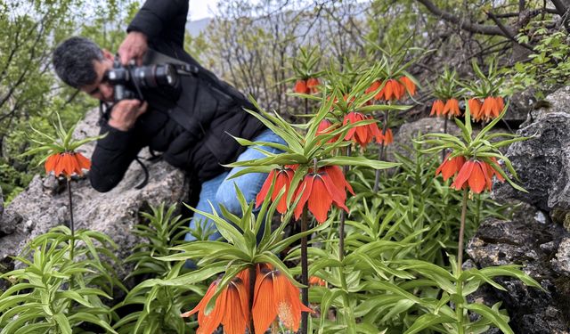 "Ağlayan gelinler"i fotoğraflamak için 1613 rakımlı dağa tırmanıyorlar