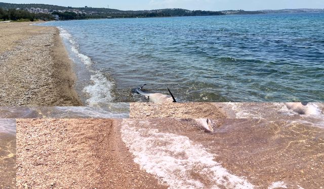 Balıkesir'de ölü yunus sahile vurdu