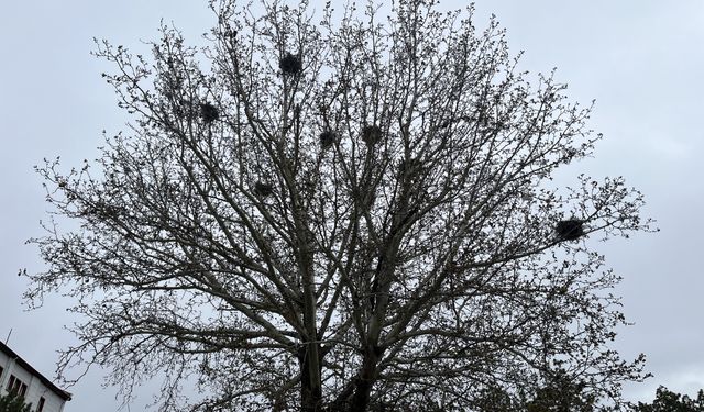 Çankırı'da 8 karga bir ağacı mesken tuttu