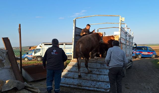 Hastalıktan ari Tekirdağ'a kaçak yolla büyükbaş hayvan getiren kişiye 105 bin lira ceza uygulandı