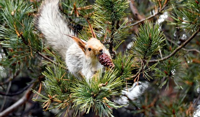 Karların erimeye başladığı Sarıkamış'ta ormanlar kızıl sincaplarla şenlendi