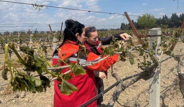 Manisa'da tarım alanları zirai don nedeniyle zarar gördü