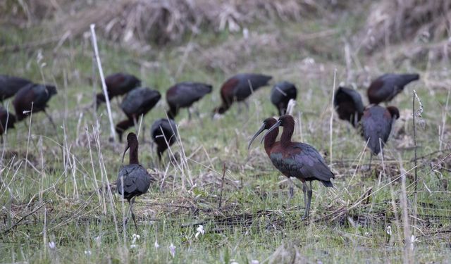 Nesli tükenmekte olan çeltikçi kuşları Tunceli'nin ovalarında görüntülendi