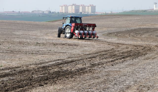 Tekirdağ'da ayçiçeğinin kuraklığa karşı dayanıklılığı için anıza ekim yapılıyor